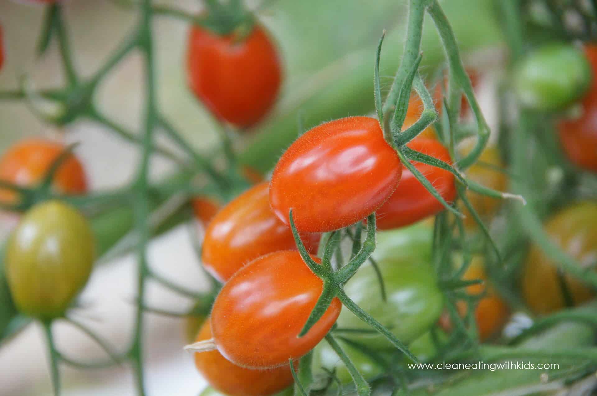 tomato-2