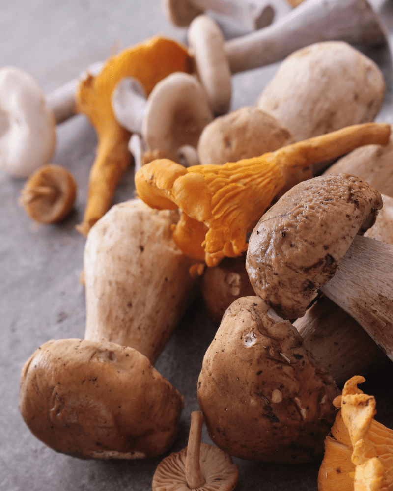 types of mushrooms 